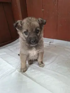 Щенки от домашней собаки в дар