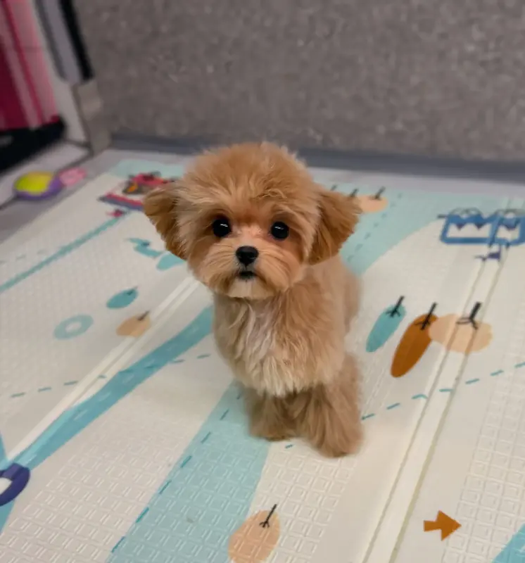 Мини и микро мальтипу пушон той пудель элита - Вся Беларусь - 234965 - Доска объявлений Kupika.by - Фото 7