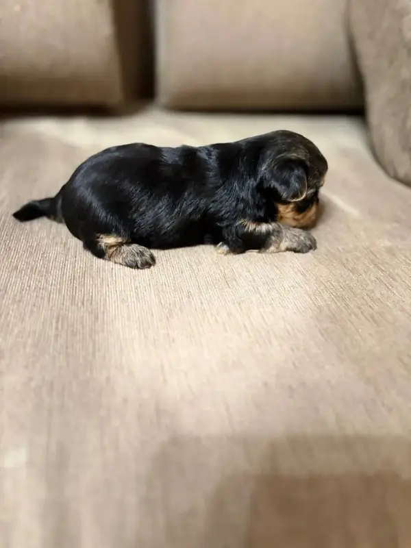 Собаки - Мини йоркширский терьер - Вся Беларусь - Фото 2 Мини йоркширский терьер - Вся Беларусь - 234061 - Доска объявлений Kupika.by - Фото 2