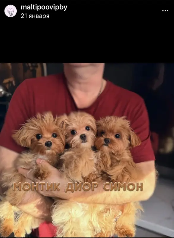 Мини и микро мальтипу пушон той пудель элита