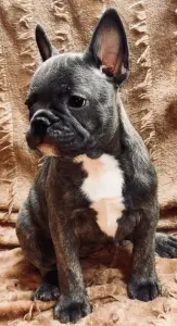 Щенки французского бульдога