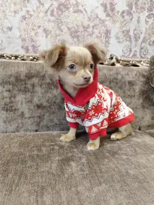 Мальчик чихуахуа красивого окраса