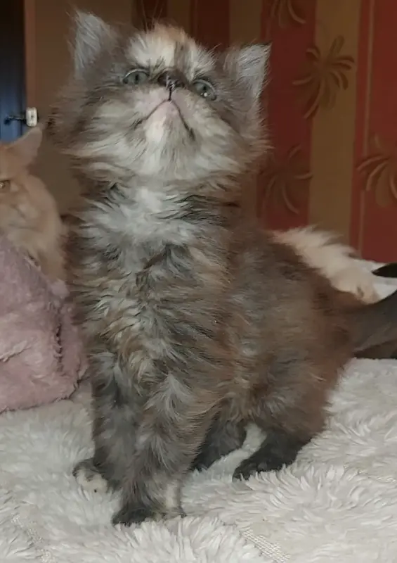 Мейн-кун девочки - Клецк - 233972 - Доска объявлений Kupika.by - Фото 7