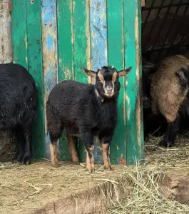 Камерунские козы