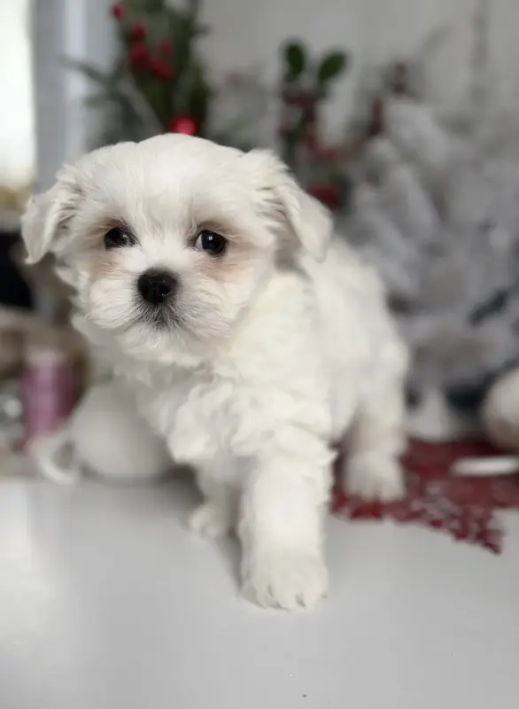 Мальчик мальтийской болонки родители китай