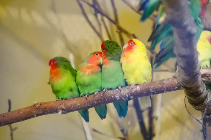 Птицы - Неразлучники розовощёкие - Вся Беларусь - Фото 2 Неразлучники розовощёкие - Вся Беларусь - 232038 - Доска объявлений Kupika.by - Фото 2