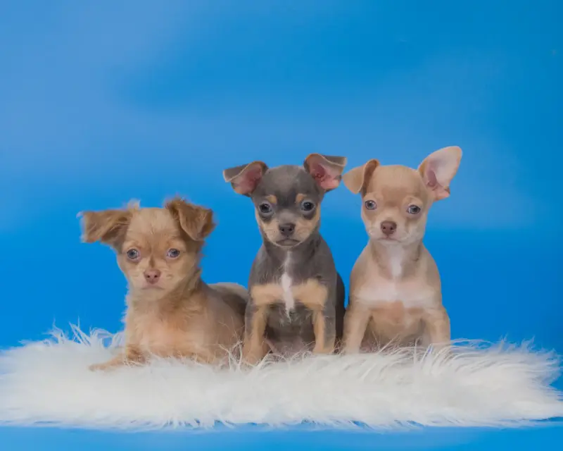 Щенки чихуахуа