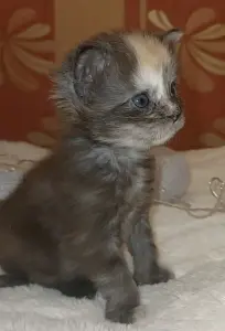 Мейн-кун девочки