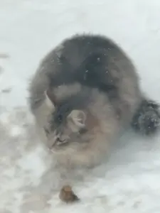 Коты после смерти хозяйки мёрзнут на улице