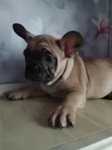 Французский бульдог