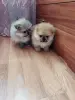 Собаки - Щенки померанского шпица - Вся Беларусь - Фото 2 Щенки померанского шпица - Вся Беларусь - 235227 - Доска объявлений Kupika.by - Фото 2