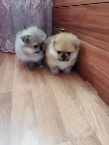 Щенки померанского шпица
