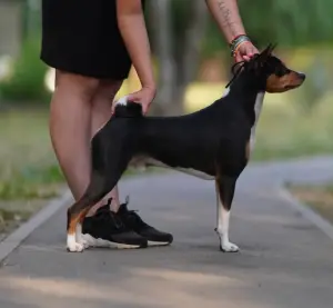 Щенки басенджи триколор