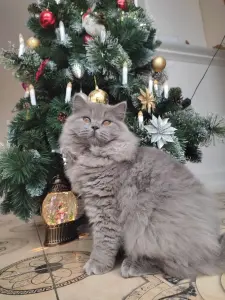 Элитный британский котенок