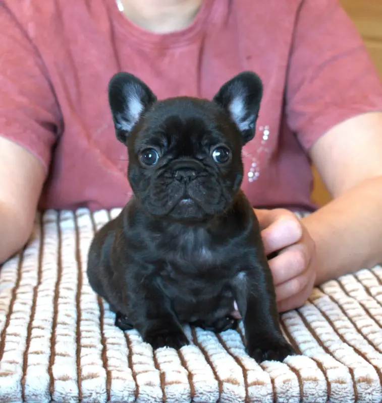 Щенки французского бульдога - Вся Беларусь - 233530 - Доска объявлений Kupika.by - Фото 3