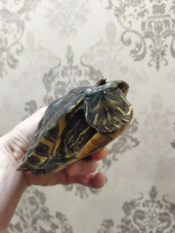 Аквариумистика - Аквариум 50л и черепаха бесплатно - Вся Беларусь - Фото 6 Аквариум 50л и черепаха бесплатно - Вся Беларусь - 228349 - Доска объявлений Kupika.by - Фото 6