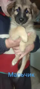 Щенки Немецкой Овчарки зонарного окраса