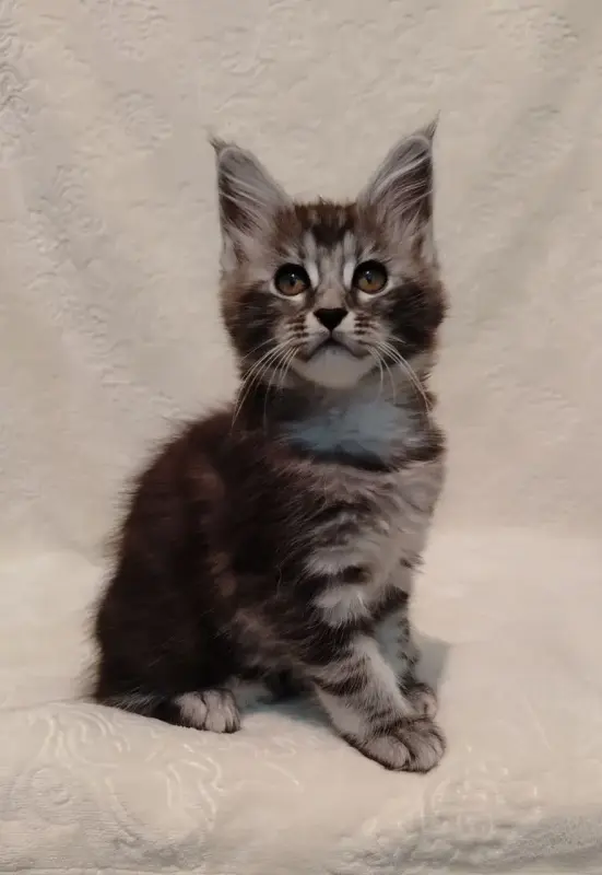 Котята мейн‑куна — маленькие аристократы ищут дом!
