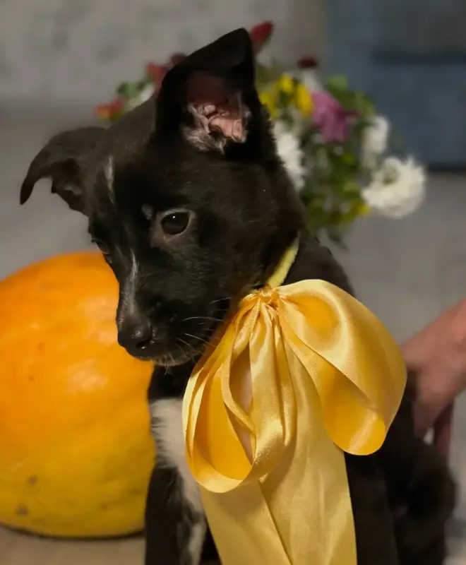 Собаке Крошечке очень нужен дом - Вся Беларусь - 233832 - Доска объявлений Kupika.by - Фото 6