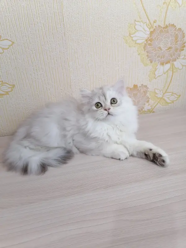 Британский длинношёрстный - Вся Беларусь - 233390 - Доска объявлений Kupika.by - Фото 3