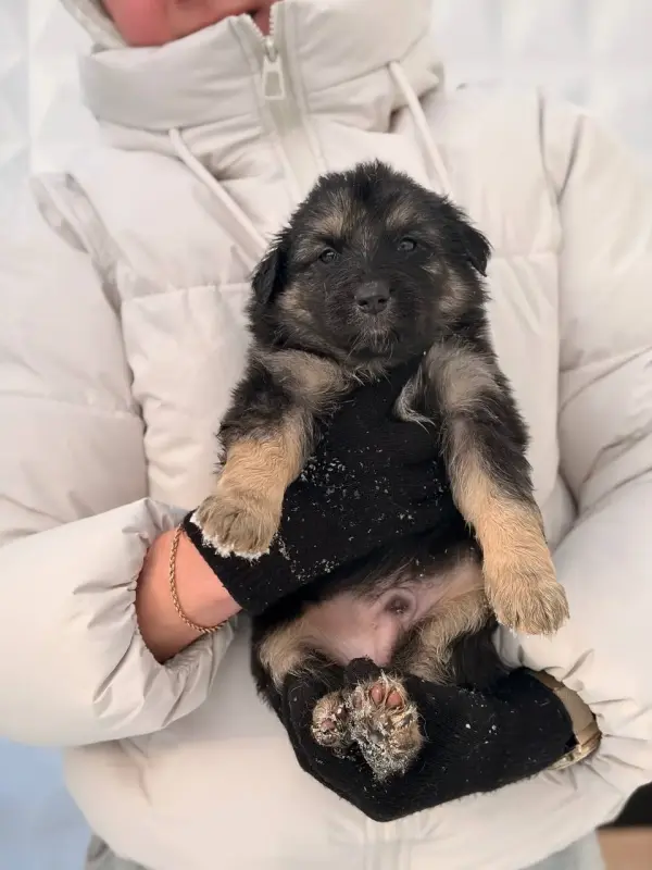 Щенки, щенок в дар! - Вся Беларусь - 232729 - Доска объявлений Kupika.by - Фото 7