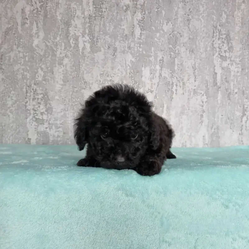 Щенки той-пудель доставка