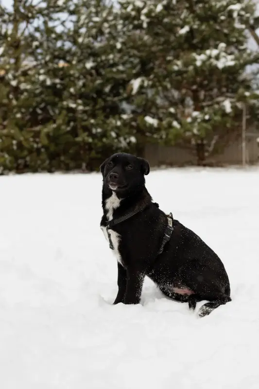 Собака Стрелочка ищет дом - Вся Беларусь - 233830 - Доска объявлений Kupika.by - Фото 4