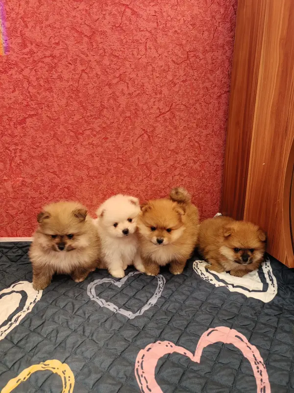 Собаки - Померанский шпиц. - Вся Беларусь - Фото 3 Померанский шпиц. - Вся Беларусь - 235143 - Доска объявлений Kupika.by - Фото 3