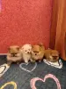 Собаки - Померанский шпиц. - Вся Беларусь - Фото 3 Померанский шпиц. - Вся Беларусь - 235143 - Доска объявлений Kupika.by - Фото 3
