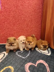 Померанский шпиц.