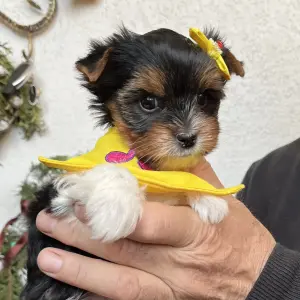 Бивер йоркширский терьер