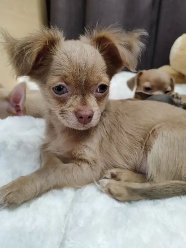 Мальчик чихуахуа красивого окраса - Вся Беларусь - 235224 - Доска объявлений Kupika.by - Фото 5