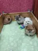 Померанский шпиц щенки. - Вся Беларусь - 235145 - Доска объявлений Kupika.by