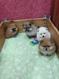 Померанский шпиц щенки.