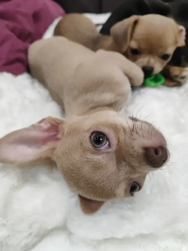 Собаки - Мальчик чихуахуа красивого окраса - Вся Беларусь - Фото 3 Мальчик чихуахуа красивого окраса - Вся Беларусь - 235222 - Доска объявлений Kupika.by - Фото 3