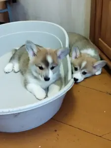 Щенки Вельш-Корги-Пемброк