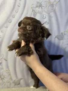 Щенки чихуахуа