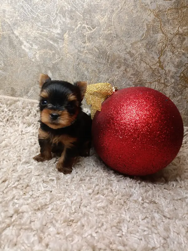 Собаки - Щенки Йорка, йоркширский терьер - Вся Беларусь - Фото 2 Щенки Йорка, йоркширский терьер - Вся Беларусь - 233961 - Доска объявлений Kupika.by - Фото 2