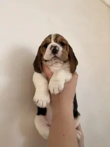 Бигль щенки