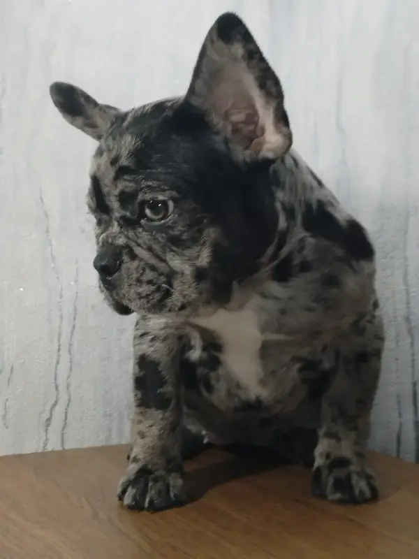 Французский бульдог - Вся Беларусь - 231986 - Доска объявлений Kupika.by - Фото 5