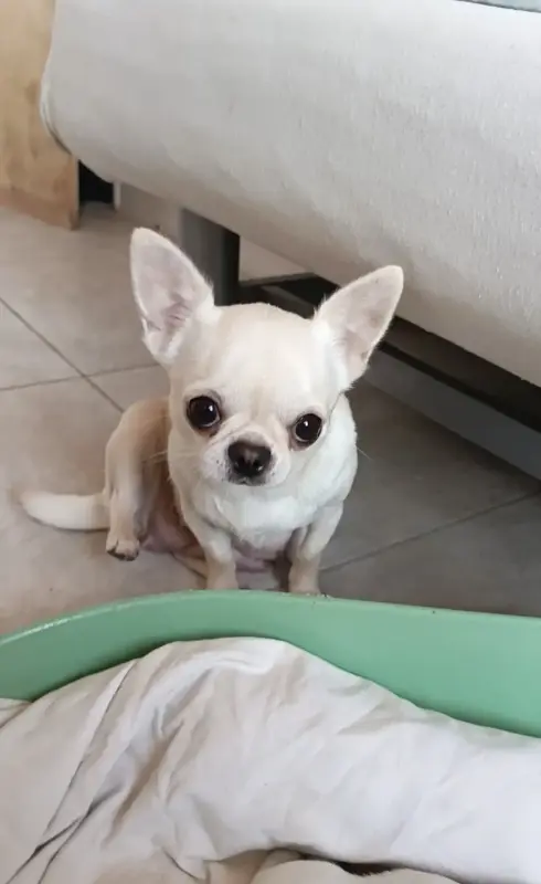 Собаки - Чихуахуа - Вся Беларусь Чихуахуа - Вся Беларусь - 234036 - Доска объявлений Kupika.by