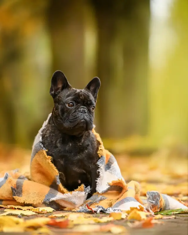 Щенки французского бульдога - Вся Беларусь - 233530 - Доска объявлений Kupika.by - Фото 6