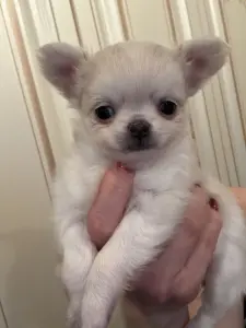 Мальчики чихуахуа