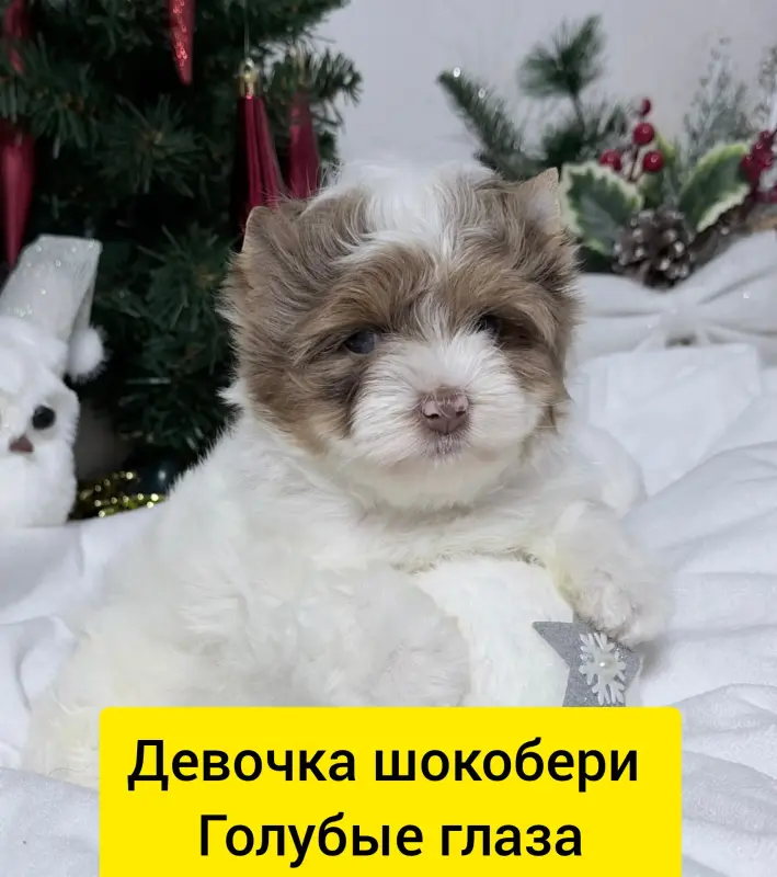 Девочка шокобери голубые глаза