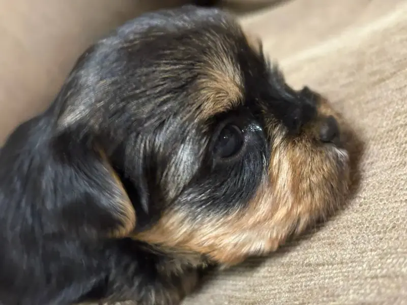 Собаки - Мини йоркширский терьер - Вся Беларусь - Фото 3 Мини йоркширский терьер - Вся Беларусь - 234061 - Доска объявлений Kupika.by - Фото 3