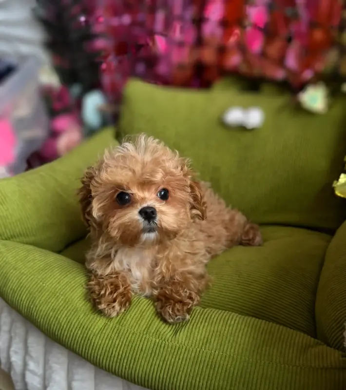 Мини и микро мальтипу пушон той пудель элита - Вся Беларусь - 234965 - Доска объявлений Kupika.by - Фото 2