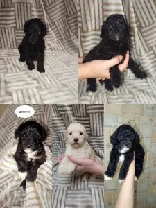 Щенки карликового пуделя