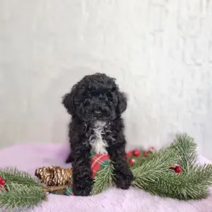 Мальчик той-пудель и девочка