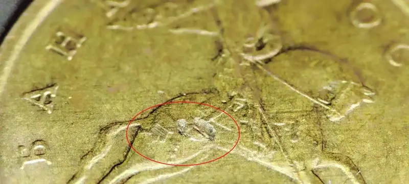 50 копеек 2005 С-П Шт.2.2+двусторонний засор штемпеля - Вся Беларусь - 234789 - Доска объявлений Kupika.by - Фото 6