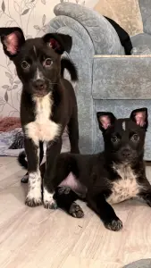 Собака Картошечка ищет дом